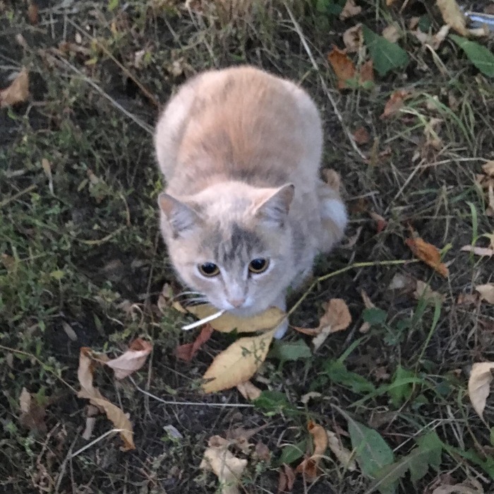 Found cat Veshnyaki district - My, No rating, cat, Found a cat, Lost, Tricolor cat, Veshnyaki, Novogireevo, Longpost