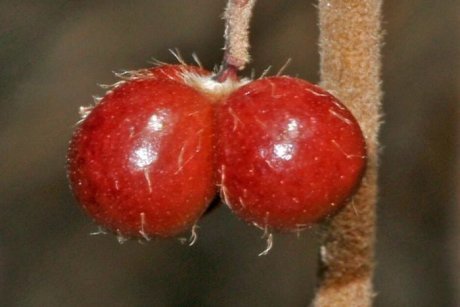 An Australian shrub known as dog's eggs is finally being given a scientific name. - Plants, The new kind, Australia, Botany, , Research