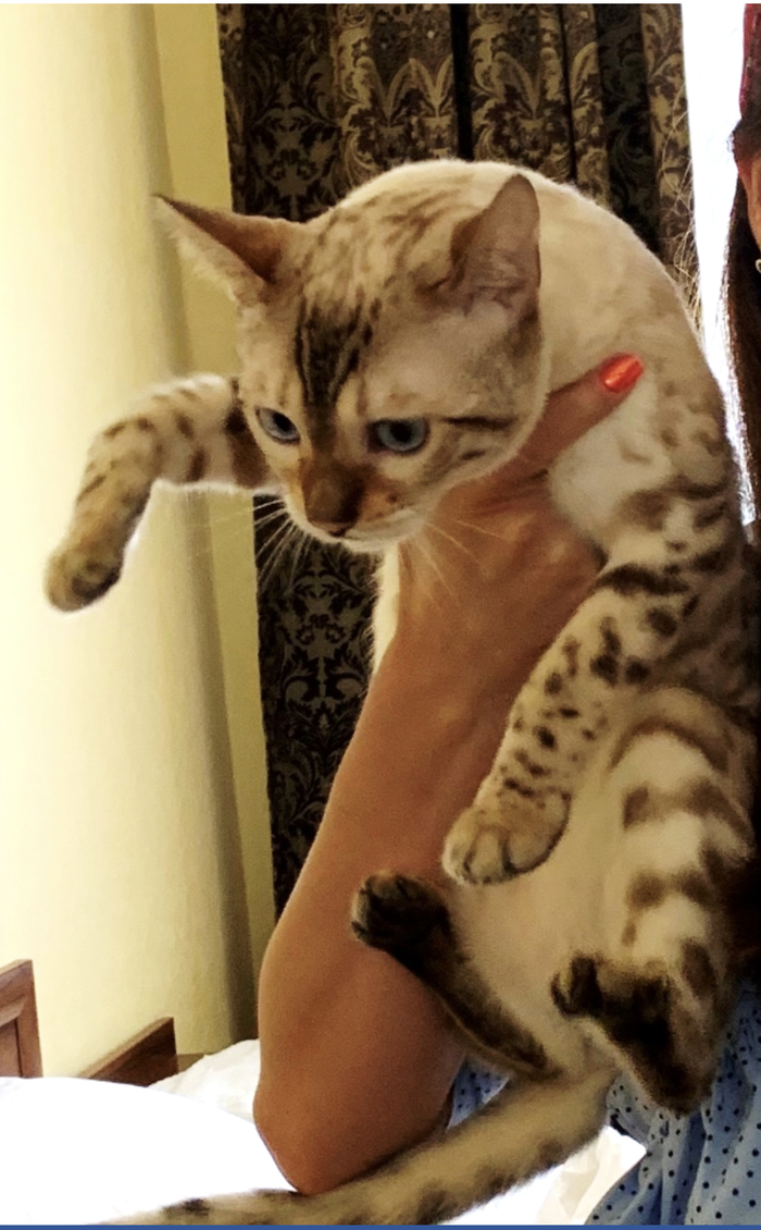 Lost Bengal cat in Gelendzhik. - My, Lost, Lost cat, Pets, Help, Bengal cat, cat, Gelendzhik, Longpost, No rating