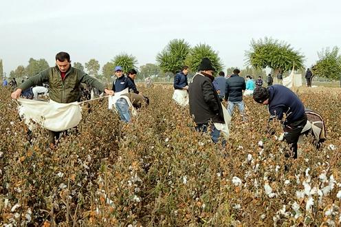 (1) Uzbek authorities increased fees for cotton picking (2) Near Namangan, a woman threw two babies out of the window of a maternity hospital - Uzbekistan, news, Longpost, Politics, Murder, Tashkent, Namangan