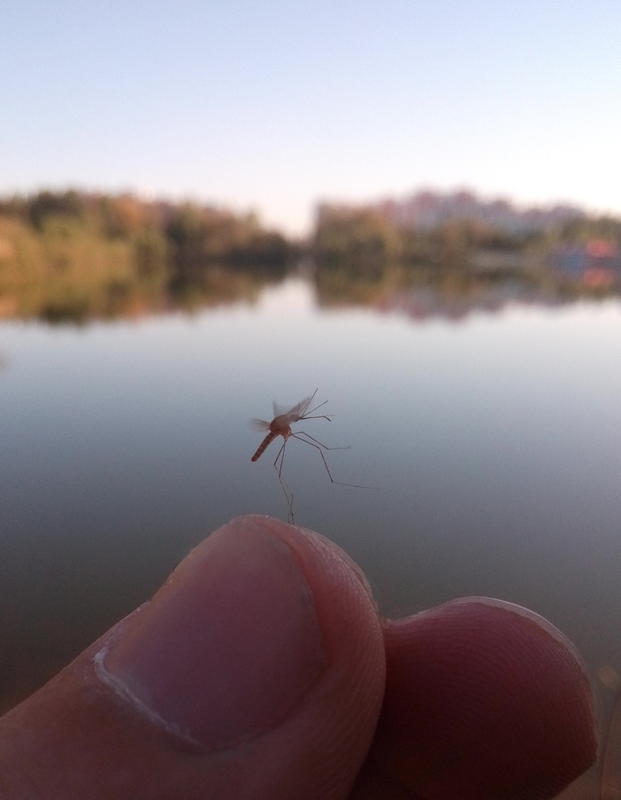 Gotcha! - My, Mosquitoes, Got caught, Insects