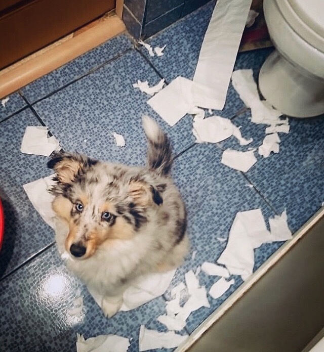 Hello - My, Puppies, Sheltie