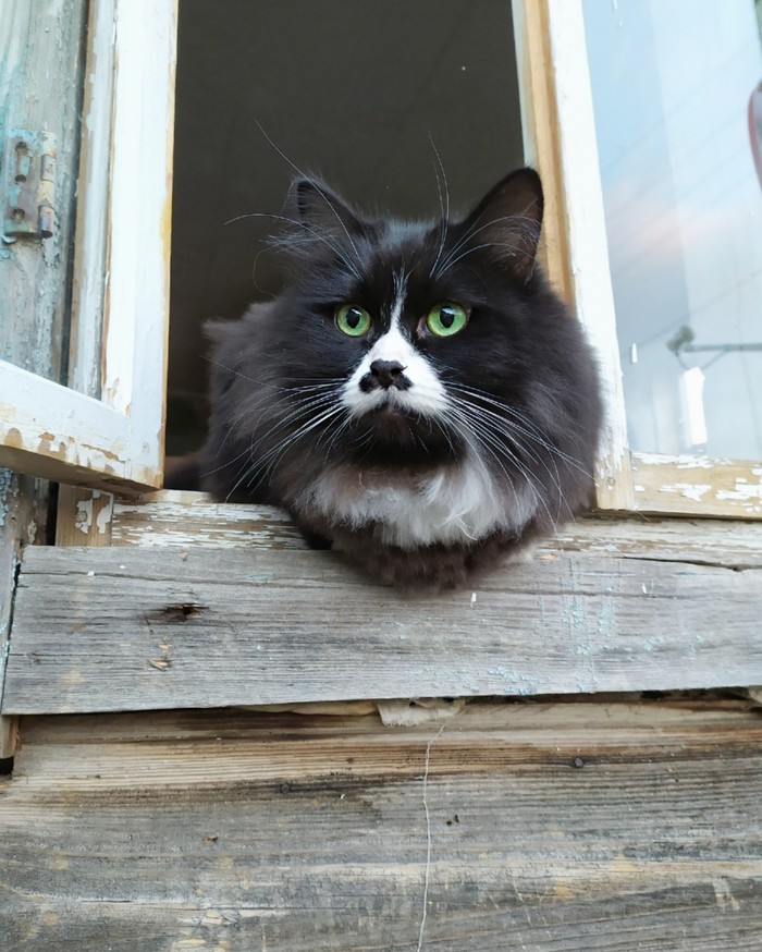 Well hello - My, cat, Catomafia, Black cat, Milota, Village, Fluffy