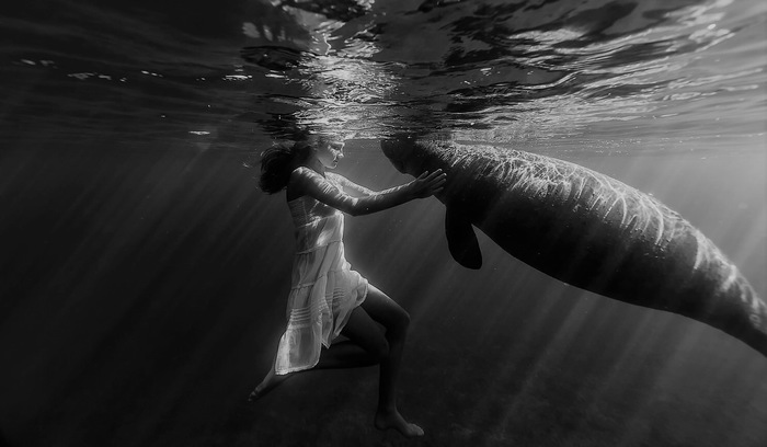 Сказка о принцессе Клементине и летающем ламантине