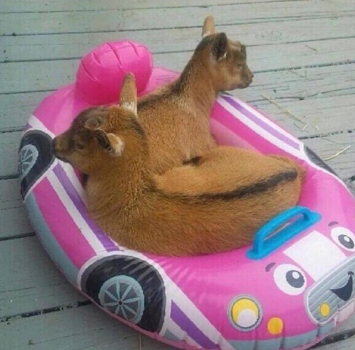 Leaving for vacation - Milota, Animals, Toy car, Relaxation