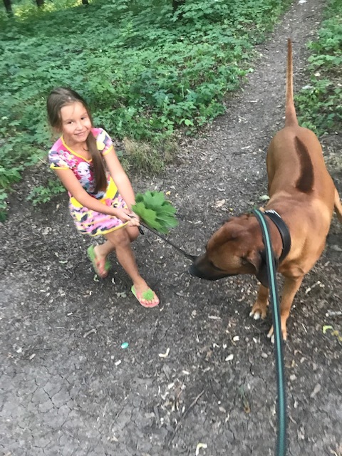 Red happiness. My dog ??story - My, Rhodesian Ridgeback, Dog, Black cat, Pet, Cats and dogs together, Longpost, Pets