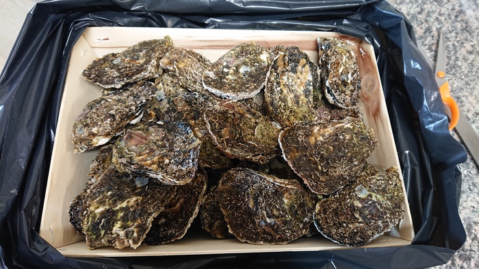 Ostriche di Corsica or Corsican oysters - My, Oysters, Cooking, Snack, Longpost