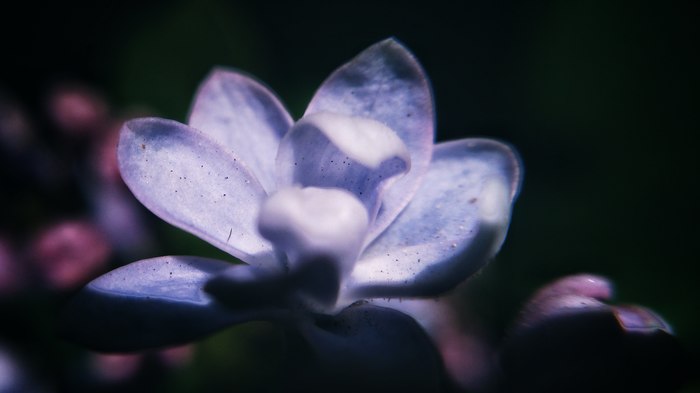 Beauty with lenses - My, Macro, Lilac, , Macro photography