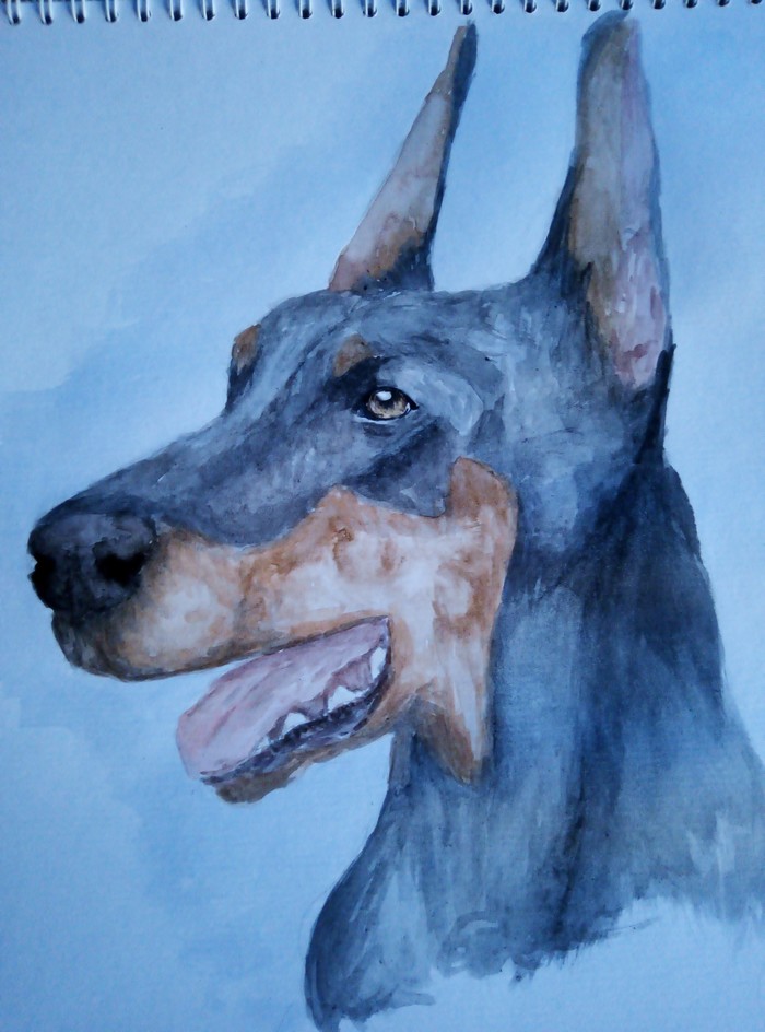 watercolor - My, Doberman, Watercolor, Drawing