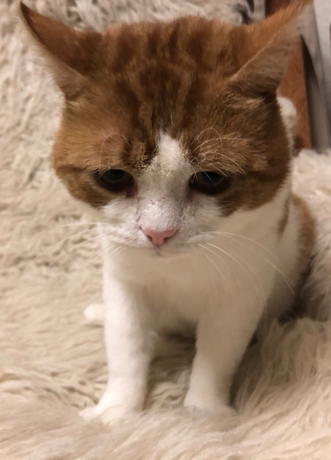 Very sad cat Roger is looking for his home. - My, cat, Help, In good hands, Looking for a home, No rating, Saint Petersburg, Leningrad region, Longpost, Helping animals