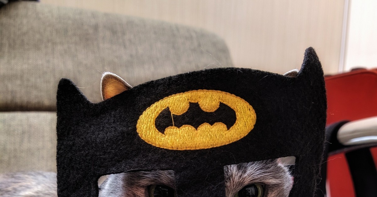 Кот бэтмен
