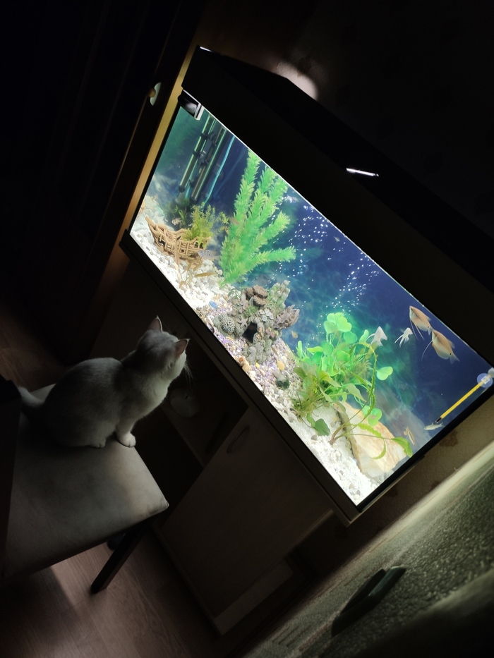 Лучший 200 литровый телевизор для кота Кот, Аквариумные рыбки, Аквариум