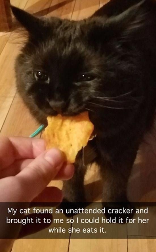 Cracker blessed - Reddit, Translation, Life stories, Pets, Humor, cat