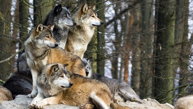 7 рангов волчьей стаи Волк, В мире животных, Стая, Длиннопост