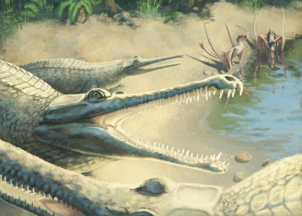 Крокодила юрского периода удалось идентифицировать Палеонтология, Крокодилы, Животные