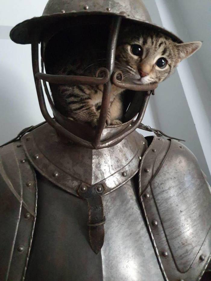 Knight of the Sad Image - cat, Kittens, Armor, Milota