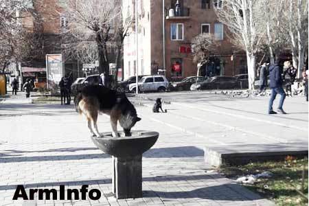 Около 70% бродячих собак Еревана до конца текущего года будут стерилизованы Новости, Ереван, Армения, Бродячие собаки, Стерилизация