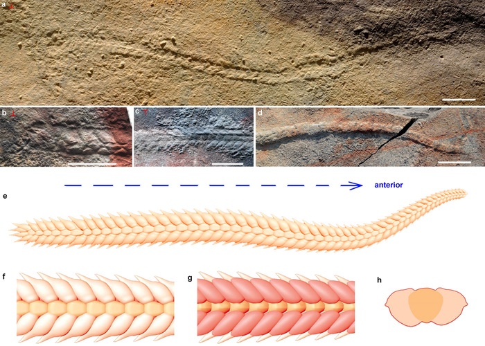 In the Late Ediacaran deposits of China, imprints of segmented crawling bilaterians were found. - Paleontology, The science, , Fossils, Copy-paste, Elementy ru, Longpost