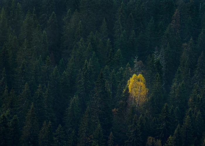 Alone Пейзаж, Пермский край, Лес, Осень, Одиночество, Природа, Красота природы, Фотография
