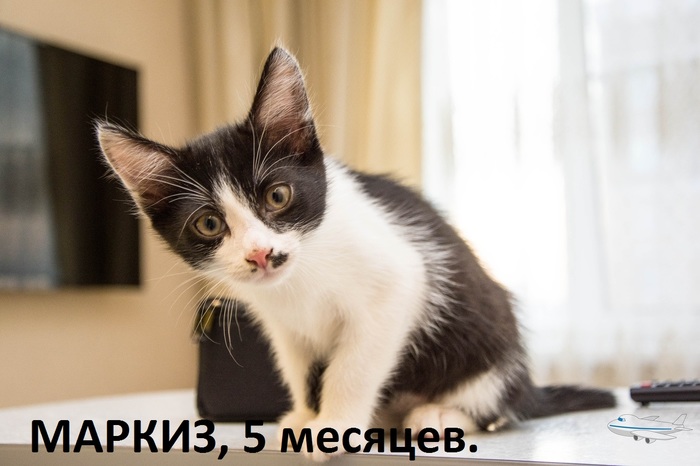 4 cats URGENTLY looking for a home!!!! Lyubertsy, Moscow region - Catomafia, cat, , Longpost