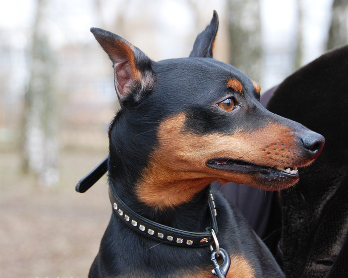 Miniature Pinscher - Dog, Breed, Dog breeds, , Description, The photo, Pinscher, Dog lovers, Longpost