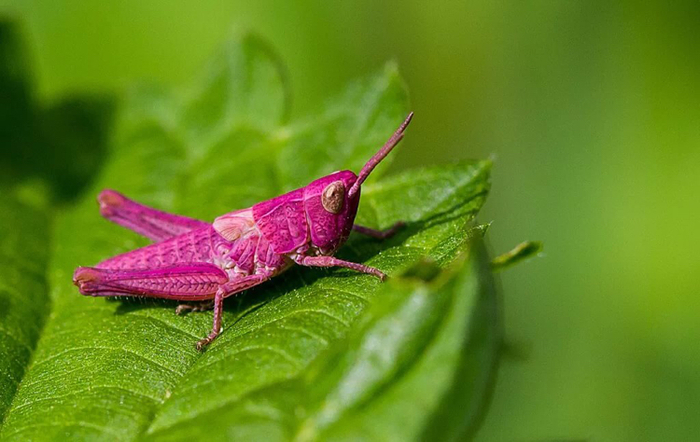 A little bit of pink - Pink, Mantis, Robin, Dolphin, Grasshopper, Color, Longpost