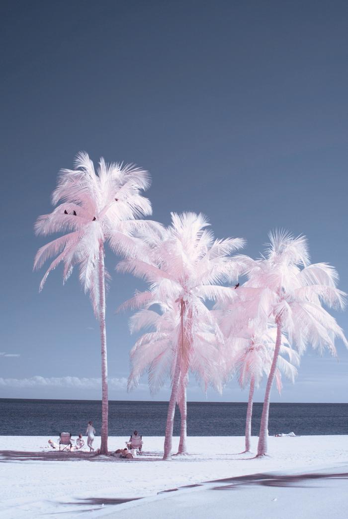 Winter beach? - Beach, Palm trees, Miami, Reddit, The photo