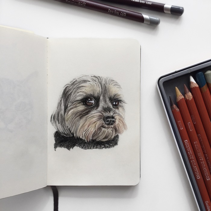 hairy dog - My, Dog, animal portraits, Portrait, Pet, Art, Colour pencils, Pets