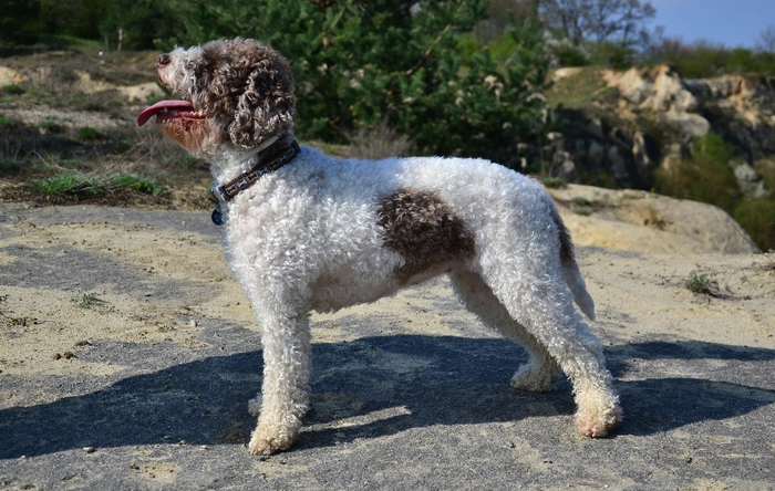 About dog breeds №110. - Dog, Dog breeds, Lagotto Romagnolo, Hunting dogs, Video, Longpost