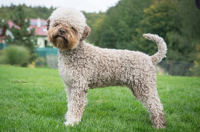 About dog breeds №110. - Dog, Dog breeds, Lagotto Romagnolo, Hunting dogs, Video, Longpost