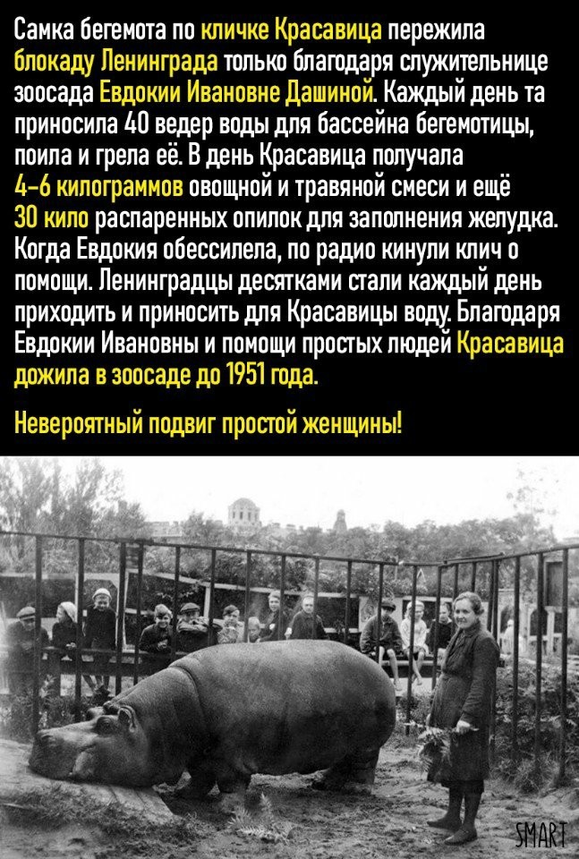 Meanwhile, people ate everything ... - Leningrad blockade, hippopotamus, The Great Patriotic War, Animal Rescue