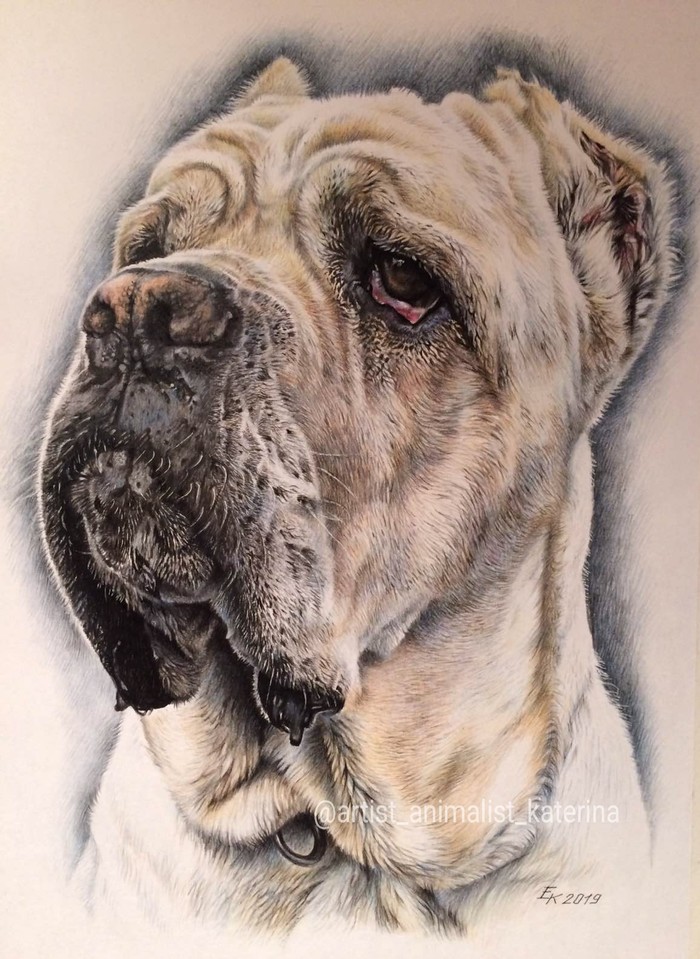 Gorgeous Gucci! I can't stop admiring this breed! How much dignity, why, charisma in Cane Corso! A3 format, colored pencils. - My, Portrait, Cane Corso, Drawing, Pencil drawing, animal portraits