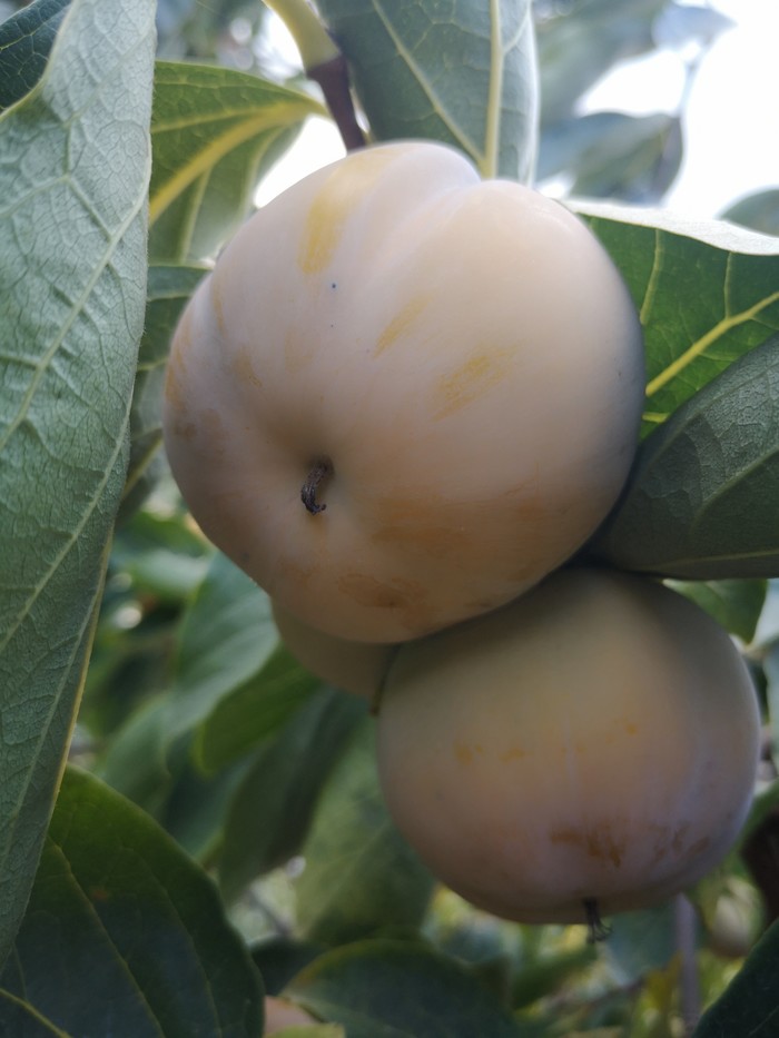 Дары осени в Крыму Осень, Длиннопост, Инжир, Крым, Кот, Фрукты