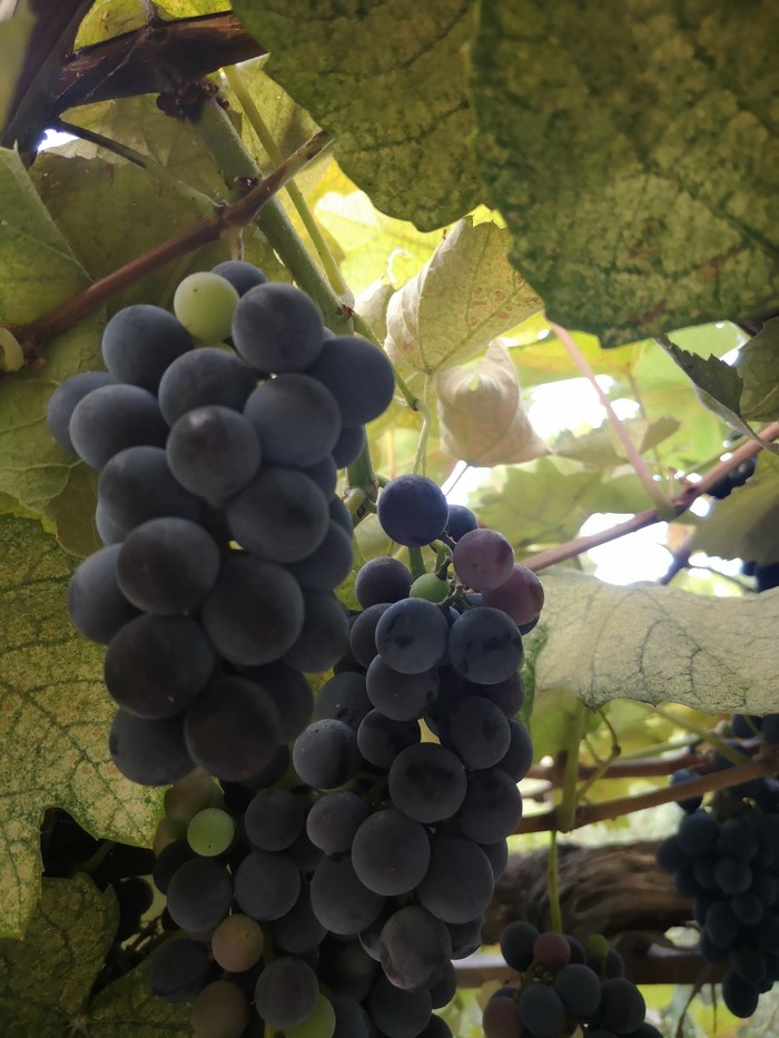 Дары осени в Крыму Осень, Длиннопост, Инжир, Крым, Кот, Фрукты