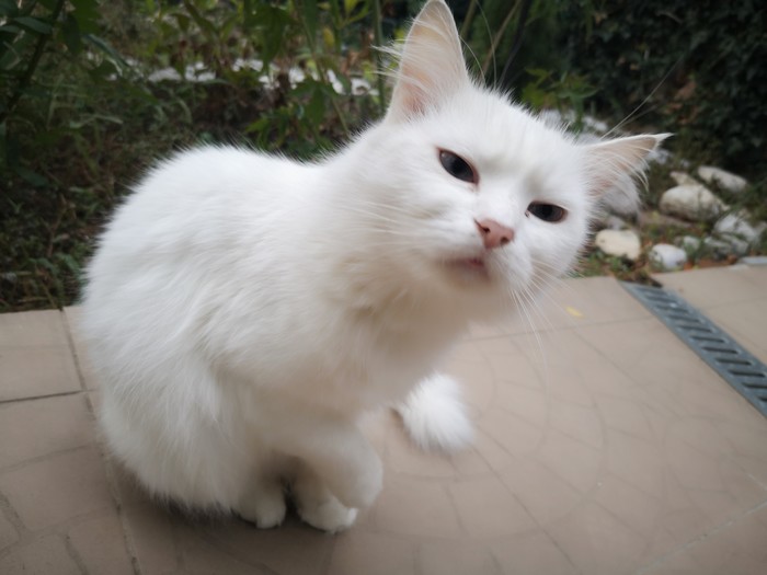 Дары осени в Крыму Осень, Длиннопост, Инжир, Крым, Кот, Фрукты