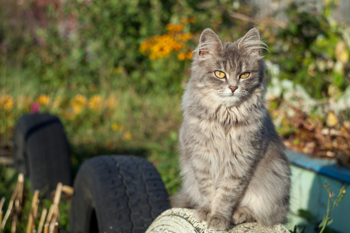 Sad autumn cat - My, cat, Catomafia, Longpost