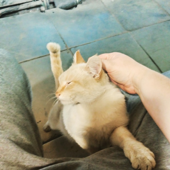 When a cat is full of grace, he wants to be smelled))) - My, cat, Catomafia, , Gracefulness, Handsome men