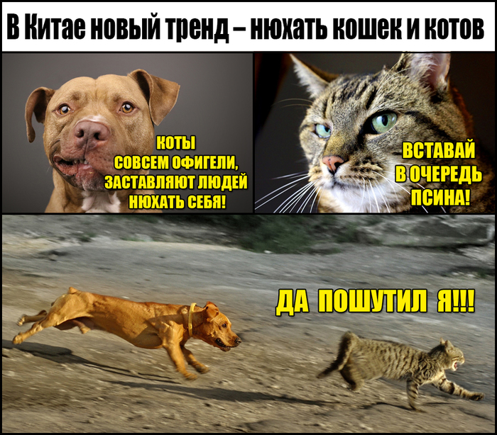 In China, a new trend is to sniff cats and cats - My, cat, Dog, Catomafia, Picture with text, Animals, Pets, , Trend