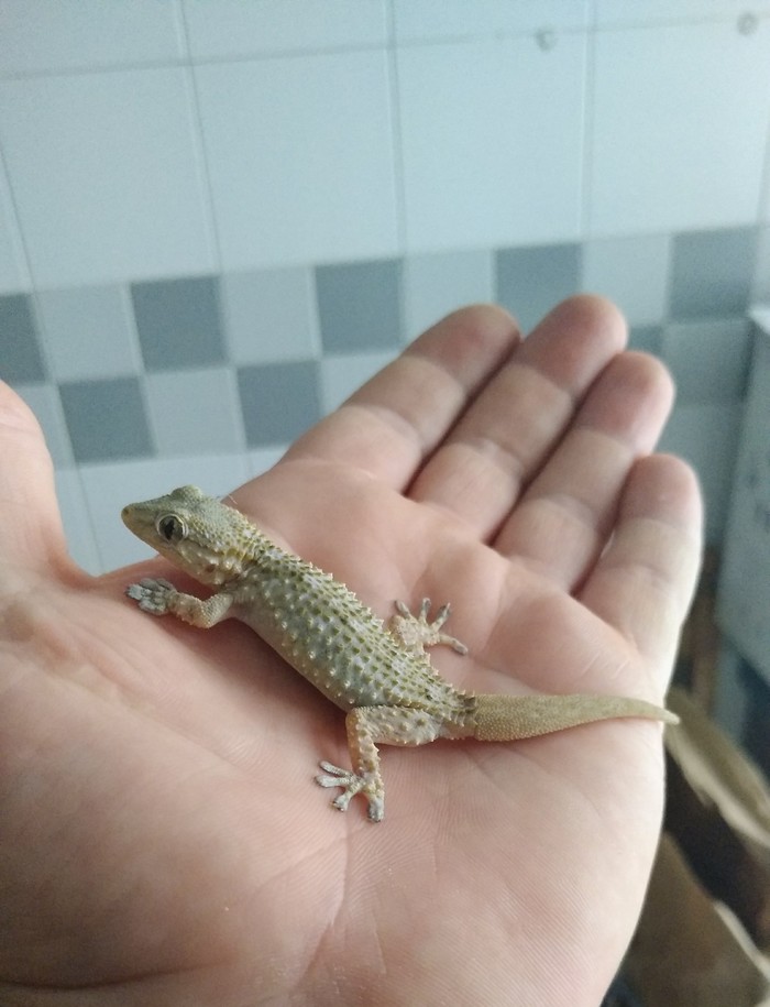 Help identify a gecko. - My, Lizard, Gecko, Terrariumistics, Longpost