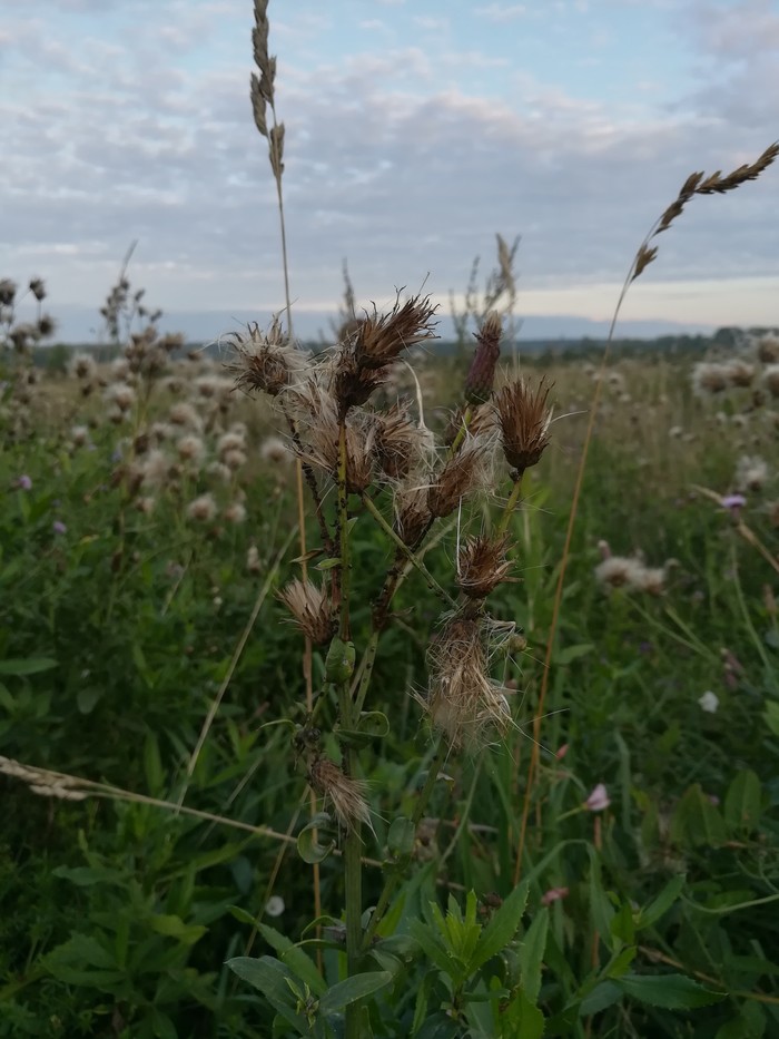 Field - My, Beginning photographer, Field