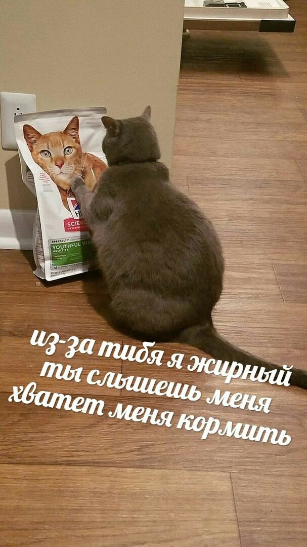 Кек - Юмор, Кот, Котомафия, Толстые котики