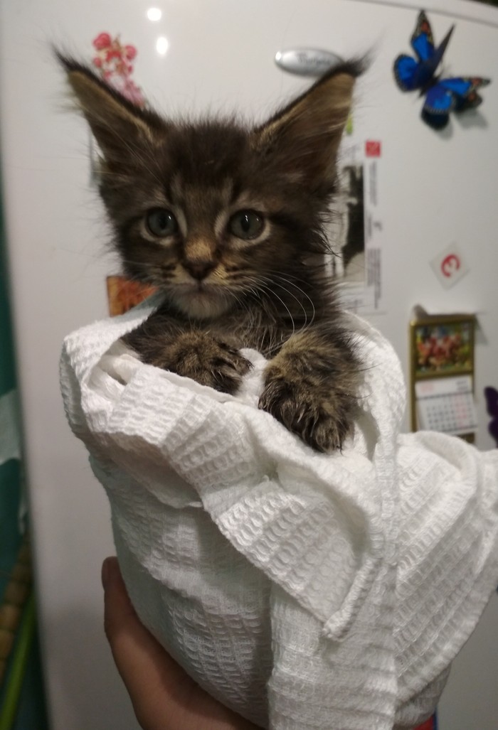 Zadohlik Basya 2 - My, cat, Kittens, Maine Coon