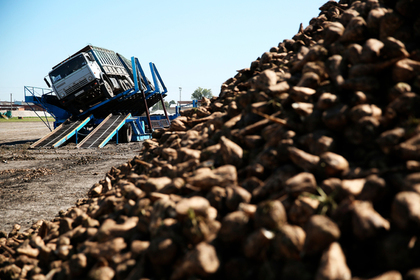 Officials began to fight with cheap sugar - Russia, Officials, Sugar, Squirearchy, Farmer