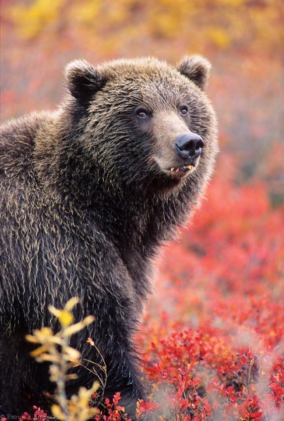 Do not distract the bear while eating - The photo, The Bears, Animals