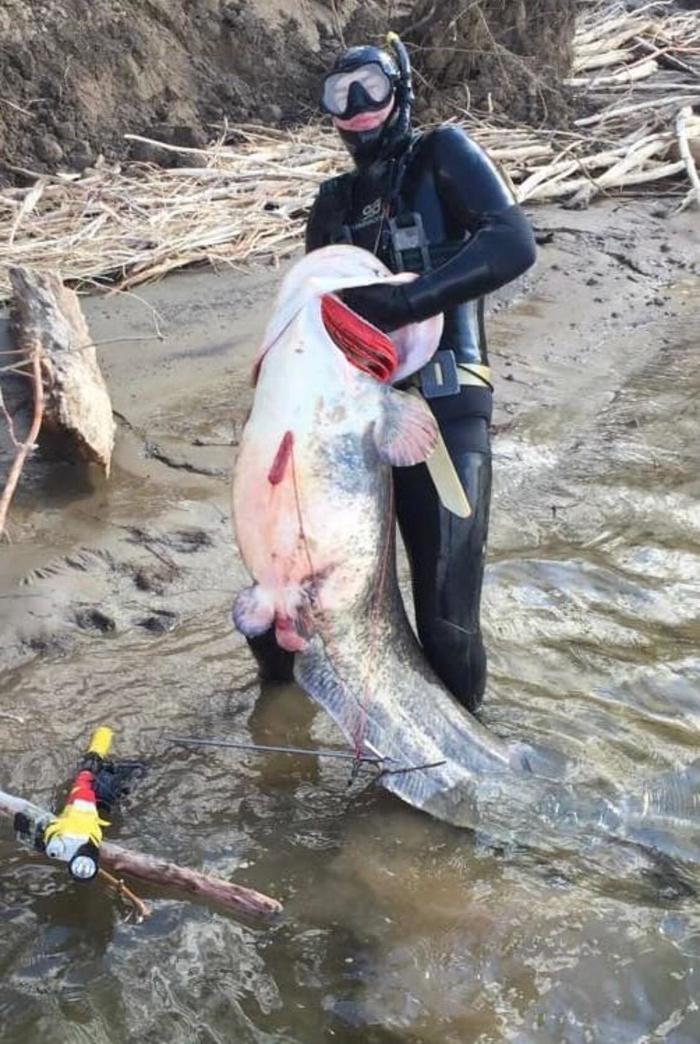 How much do you think it weighs? - My, Trophy, Catfish, Giants, Spearfishing