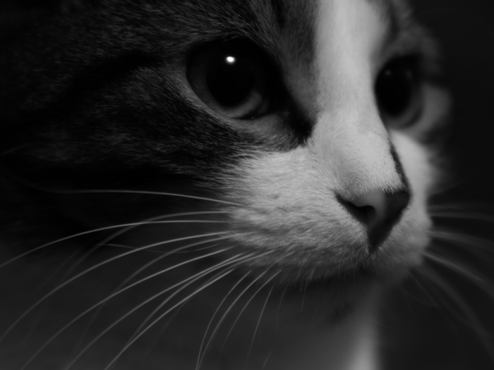 Cat Men Quotes - My, cat, Soma, Black and white, The photo, Art