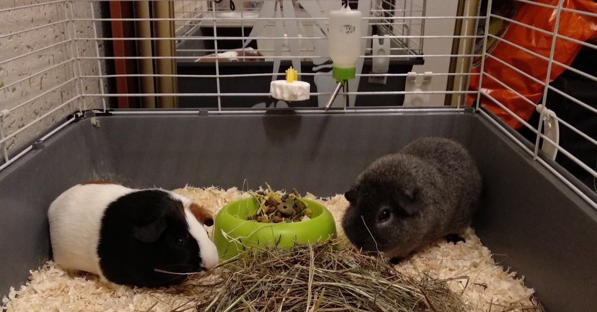 Куда деть морскую свинку на время командировки или отпуска: лучшие варианты питомников и пансионатов