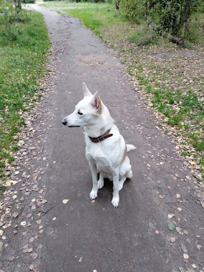 When you don't want to go back to the orphanage and you try to be obedient - My, Dog, Morning