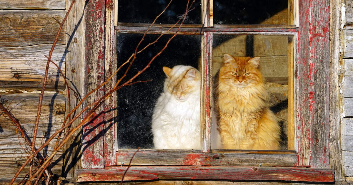 Посмотри в окно как там хорошо. Кошка на окне. Кошки на окошке. Деревенские коты. Котик у окна.