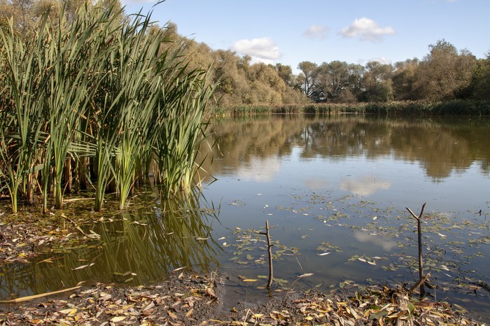 There is a black pond in the count's park... - Pond, Reeds, Clouds, Reflection